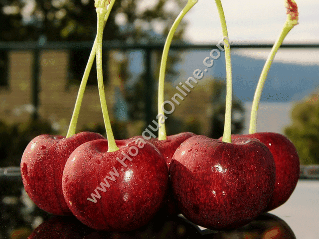 Cherry Canada